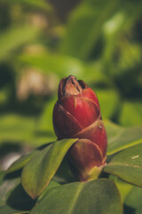 Red crepe ginger flower
