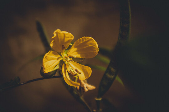 Senna occidentalis flower