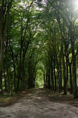path in the forest, Netherlands