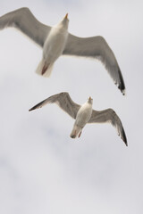 two seagulls in flight by the sea, the Hague, Netherlands, view from below
