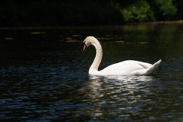 white swan on the pond in park in Hague, the Netherlands