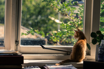 red-haired cat sitting on the windowsill looking out the window, trees in the background, scrap...