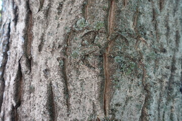Macro of grey nark of Persian walnut tree
