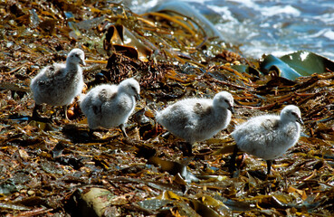 Brassemer des Malouines,.Tachyeres brachypterus, Falkland Steamer Duck, nid, jeune, Iles Falkland, Malouines