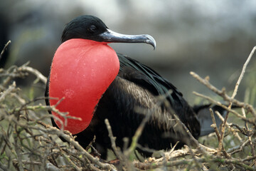 Fototapeta premium Frégate du Pacifique, male, parades, .Fregata minor , Great Frigatebird, Archipel des Galapagos
