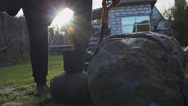 Close-up of planting a young thuja tree in a hole. New life concept.