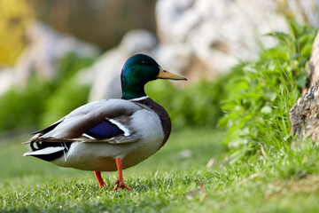Naklejka na ściany i meble duck in the park