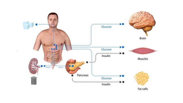 glucose insulin schematic diagram, Educational medical information. 2d 3d animation, render, metabolic diseases, pancreatic disease, insulin receptors, pancreas, 3d model anatomy