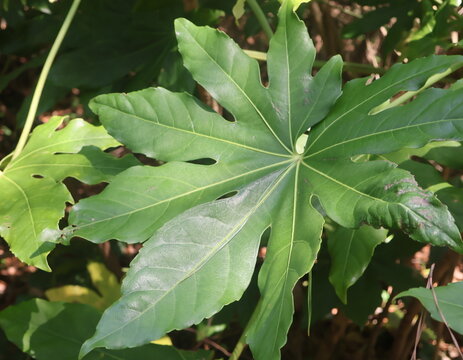 Beautiful full fig leaf