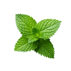Fresh Mint leaf, Mint leaves isolated on transparent background, Generative AI