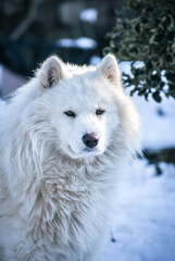 chowchow china lion white and yellow sitting pose