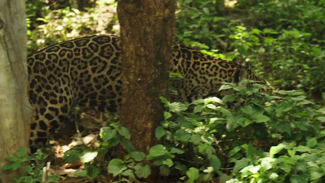 jaguar tiger walking in the forest