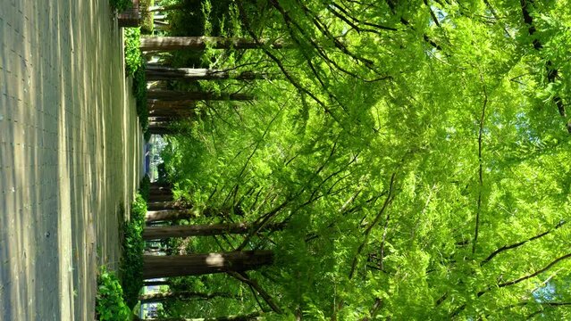 metasequoia trees in summer park Japan.
