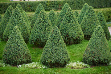 Triangle shaped trees of juniper in formal garden