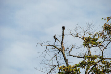 Rhinoceros Hornbill Bird on a tree in wild nature of Borneo, Sabah, Malaysia