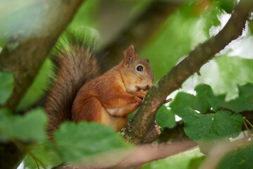 Naklejka na ściany i meble A cute squirrel is sitting on a branch and eating a nut