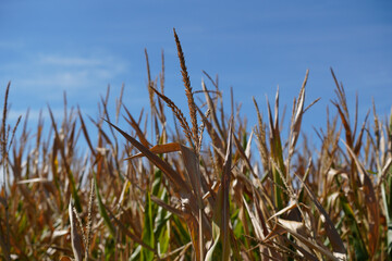 Corn field in summer with blue sky and grain