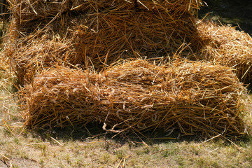 Grain harvested 