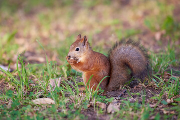 Naklejka na ściany i meble A cute squirrel is sitting on a ground and eating a nut