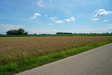 Fototapeta na wymiar Landscape with grain fields and grain