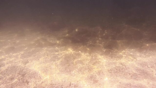 Swimming underwater with fish
