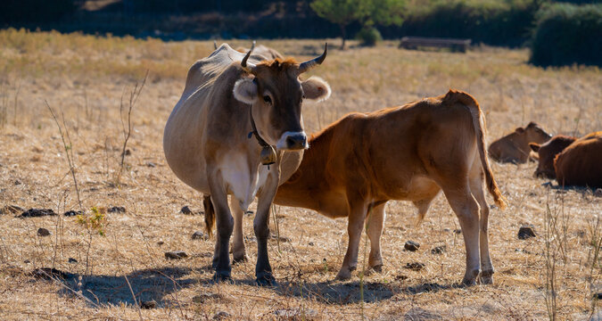 Brown cow and calf sucking milk, Goni plateau, central sardinia