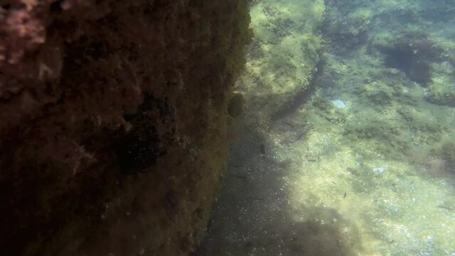 diving in the water with fish