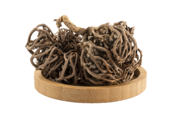 dried welwitschia (meryem ana eli)