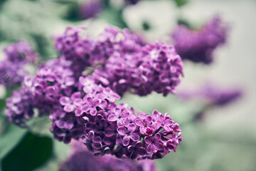 Beautiful fresh purple-lilac flowers in full bloom in the garden, close-up, selective focus. Blooming ordinary lilac, floral spring background. High quality photo