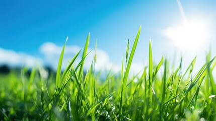 Fototapeta premium Bright green grass against a sunny blue sky with copy space