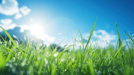 Bright green grass against a sunny blue sky with copy space - 638949947