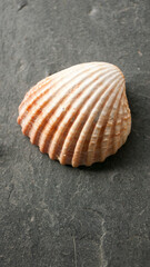 Concha marina sobre superficie de pizarra negra