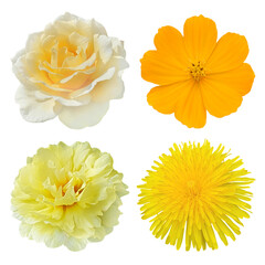 set of yellow flowers on transparent background © KrisKris