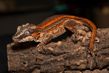 Gargoyle Gecko Resting on Cork Bark 