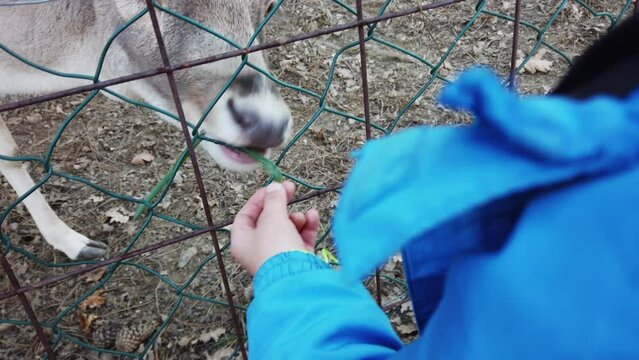 Child hand feeding deer with grass in an animal park, slow motion