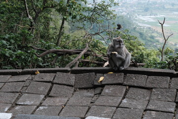 A monkey sits in the mountains of Bali and eats a banana given to it by tourists. Wild monkeys in their natural habitat. Close-up of a monkey chewing a banana. The macaque is looking at the camera.