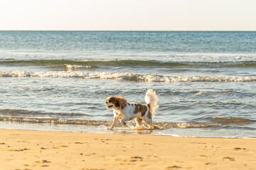 Dog running on the beach