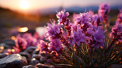 Lavender in a meadow (Generative AI)