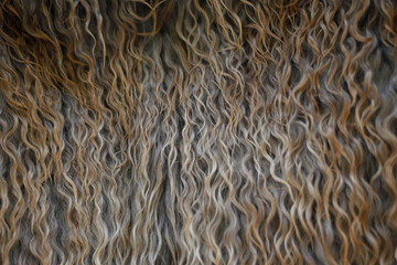 Long brown goat hair. Domestic animal in agriculture.