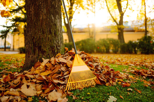 Garden work in the garden in autumn, raking leaves in the garden with a rake. The concept of cleaning, volunteering.