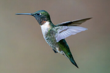 Flying Male Ruby Throated Hummingbird