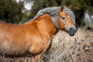 Obraz premium Beau cheval sauvage gris et marron crinière au vent.