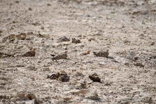 Teetar in the Cholistan Desert