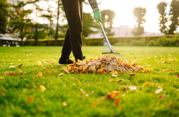 Cleaning fallen leaves in the garden using a yellow fan rake. Raking yellow leaves from the lawn. Concept of volunteering, cleansing nature.