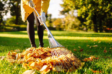 Cleaning fallen leaves in the garden using a yellow fan rake. Raking yellow leaves from the lawn. Concept of volunteering, cleansing nature.