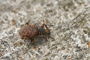 Closeup on the small brown broad-nosed privet weevil, Otiorhynchus crataegi sitting on wood