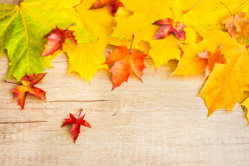 Naklejka na ściany i meble Background of many yellow maple leaves with space for text on a wooden background. Autumn Leaf Background