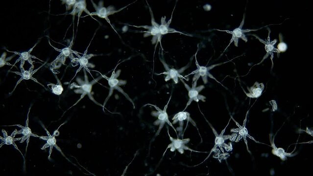 Larvae of sea spider Phoxichilidium femoratum under microscope, order Pantopoda. Protonymphon stage. After hatching, they parasitize Anthoathecata. White sea