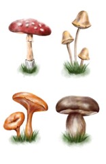 Hand-drawn digital set of mushrooms. Watercolor style. Autumn theme. Idea for posters, invitations, scrapbooking, books.