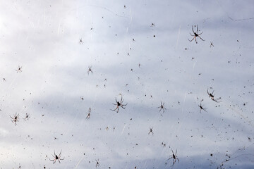 A lot of Red-legged golden orb-weaver spiders are on spiderweb